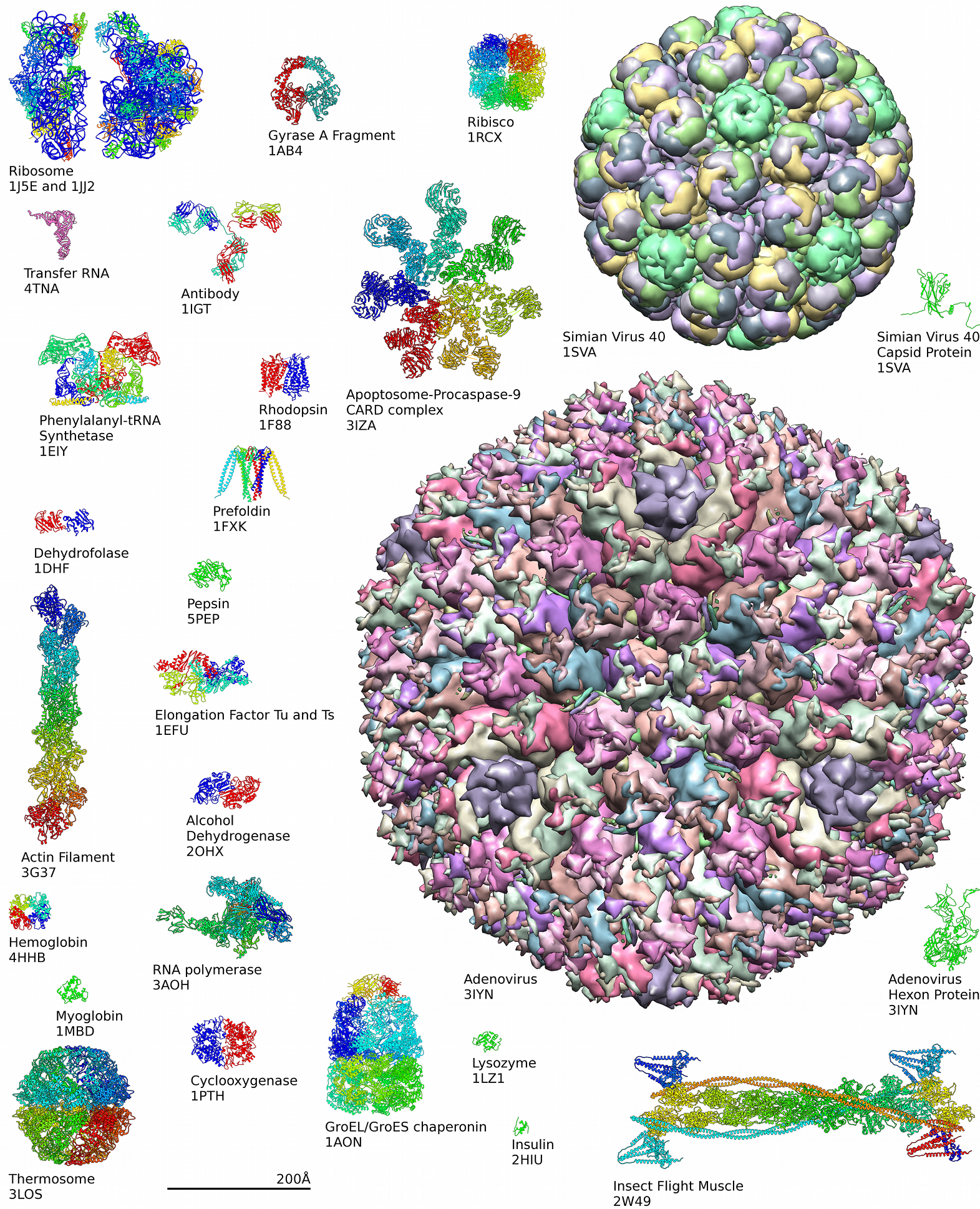 proteins