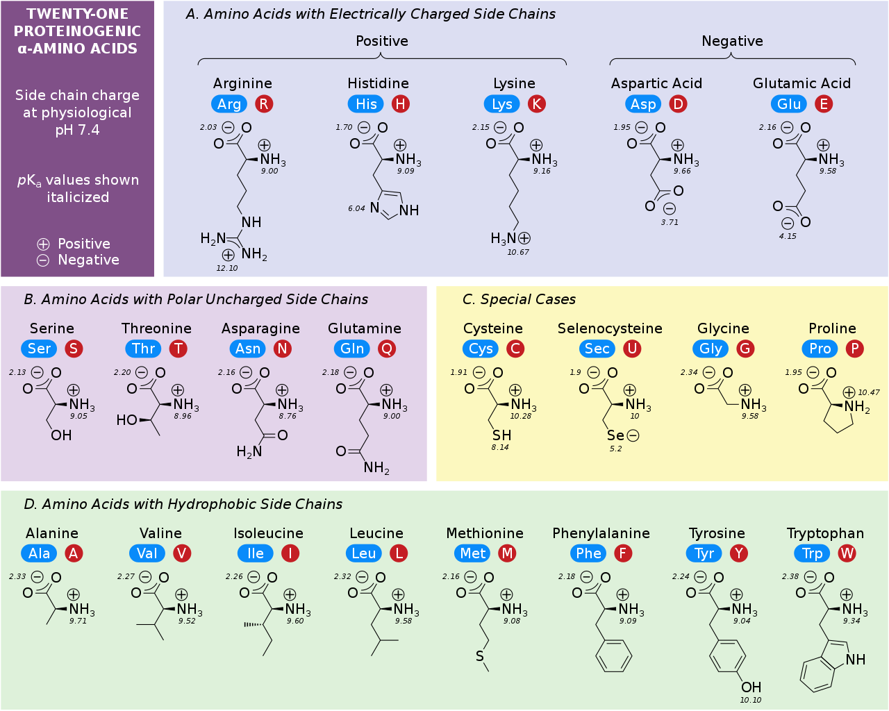 amino acids