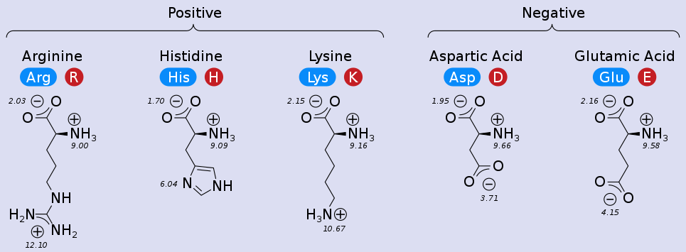 charged amino acids