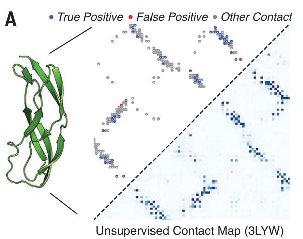 ESM-2 contact prediction for PDB 3LYW, Lin et al. Fig. 1A.