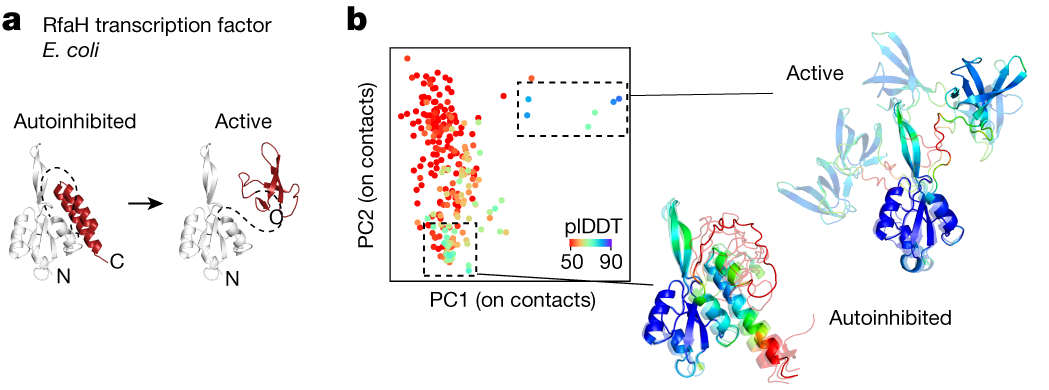 RfaH autoinhibited and active folds, with AF-Cluster predictions.